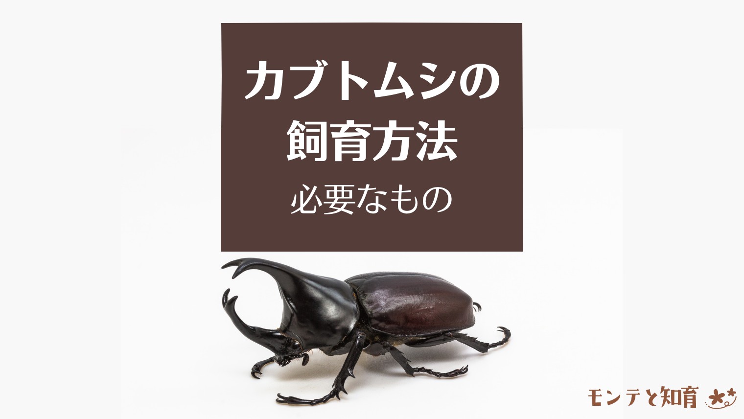 カブトムシの飼育方法＆必要なもの【まとめ】｜モンテと知育